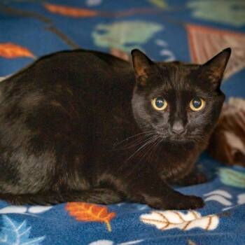 Domestic Short Hair Cats Available for Adoption in Gainesville, Georgia - Natasha | PetCurious