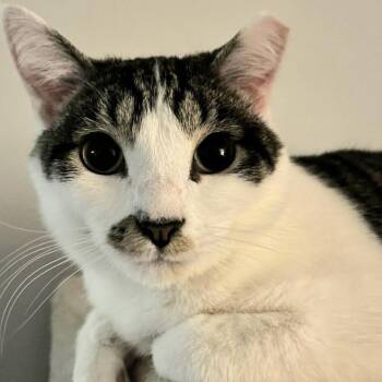 Milo -  Domestic Short Hair Cat for Adoption in Chicago, Illinois - Milo | PetCurious