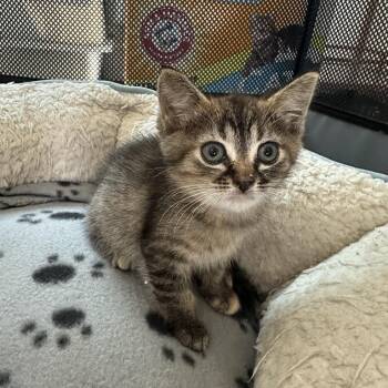 Autumn -  Domestic Short Hair Cat for Adoption in Los Angeles, California - Autumn | PetCurious