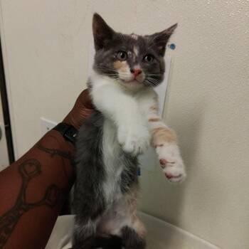 IVHS-A-140758 -  Domestic Short Hair Cat for Adoption in San Gabriel, California - IVHS-A-140758 | PetCurious