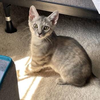 Belle -  Domestic Short Hair Cat for Adoption in Durham, North Carolina - Belle | PetCurious