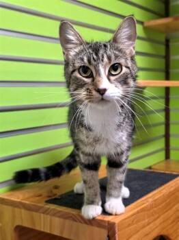 SPROUT -  Domestic Short Hair Cat for Adoption in St. Peters, Missouri - SPROUT | PetCurious