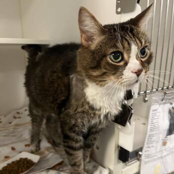 Hubert -  Domestic Short Hair Cat for Adoption in Philadelphia, Pennsylvania - Hubert | PetCurious