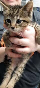 Prince Eric -  Domestic Short Hair Cat for Adoption in Georgetown, Ohio - Prince Eric | PetCurious