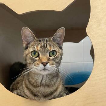 Rescue Domestic Short Hair Cats for Adoption in Wantagh, New York - Spotty | PetCurious