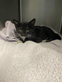 CALLIOPE* -  Domestic Short Hair Cat for Adoption in Santa Cruz, California - CALLIOPE* | PetCurious