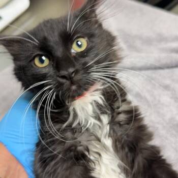 Gwen -  Domestic Short Hair Cat for Adoption in Lakewood, Colorado - Gwen | PetCurious