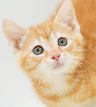 Zaylee is our purrfect princess of purring - rare orange FEMALE -  Tabby Cat for Adoption in Bedford Hills, New York - Zaylee Is Our Purrfect Princess Of Purring - Rare Orange FEMALE | PetCurious