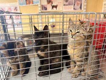 Domestic Short Hair Cats Available for Adoption in Fort Myers, Florida - MAGGIE | PetCurious