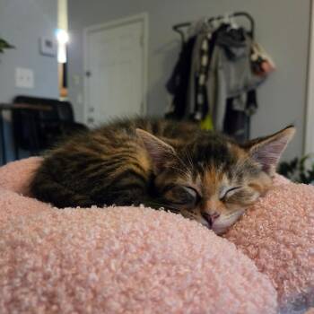 Lake -  Domestic Short Hair Cat for Adoption in Chicago, Illinois - Lake | PetCurious