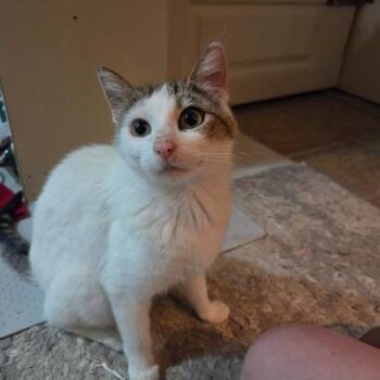Tink -  Domestic Short Hair Cat Available for Adoption in Arthur, Ontario - Tink | PetCurious