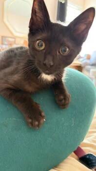 Baxley -  Domestic Short Hair Cat for Adoption in Raleigh, North Carolina - Baxley | PetCurious