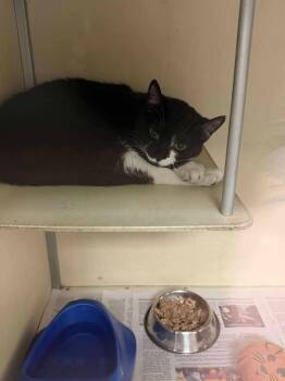 Domestic Short Hair Cats Available for Adoption - Moxie | PetCurious