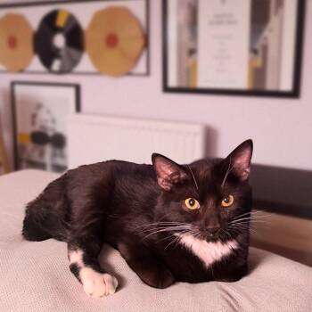 Rescue Domestic Medium Hair Cats for Adoption in Dallas, Texas - Asher | PetCurious