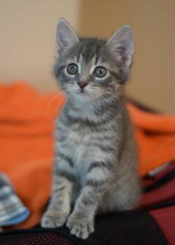 Gracie -  Domestic Short Hair Cat for Adoption in Mount Pleasant, South Carolina - Gracie | PetCurious