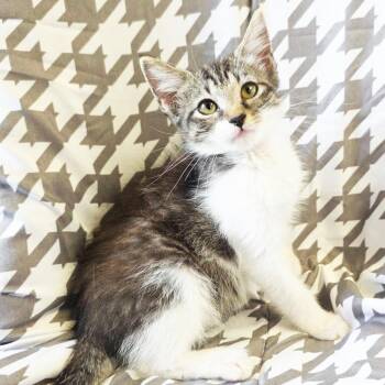Norma -  Domestic Short Hair Cat for Adoption in Mt. Juliet, Tennessee - Norma | PetCurious