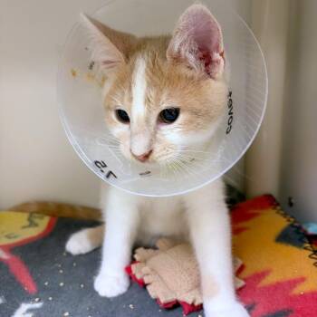Gizmo -  Domestic Medium Hair and Domestic Short Hair Cat for Adoption in Woodinville, Washington - Gizmo | PetCurious