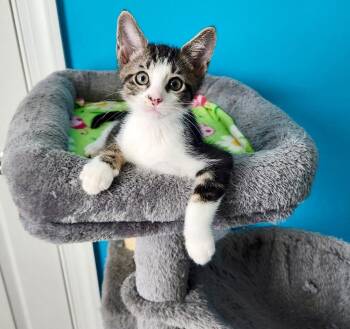 Nimbus -  Domestic Short Hair Cat for Adoption in Cape Coral, Florida - Nimbus | PetCurious