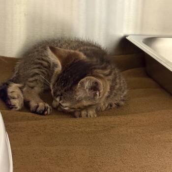 Coopurrrr -  Domestic Short Hair Cat for Adoption in Columbus, Georgia - Coopurrrr | PetCurious