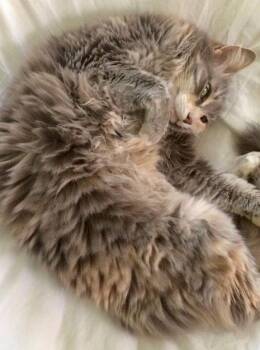 Ashes (& Marble) -  Dilute Calico and Domestic Long Hair Cat for Adoption in Walnut Creek, California - Ashes (& Marble) | PetCurious