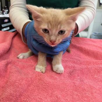 West -  Domestic Short Hair Cat for Adoption in Ojai, California - West | PetCurious