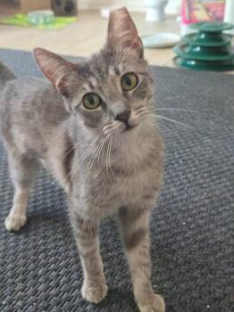Domestic Short Hair Cats Available for Adoption in Chandler, Arizona - Scout Lee | PetCurious