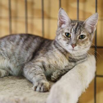 Rescue Tabby Cats for Adoption in Marble Falls, Texas - Vixen | PetCurious