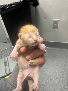 Domestic Short Hair Cats Available for Adoption in Sevierville, Tennessee - Scramble | PetCurious