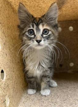 CONFETTI -  Domestic Short Hair Cat for Adoption in Riverside, California - CONFETTI | PetCurious