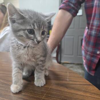 Buttercup -  Domestic Short Hair Cat Available for Adoption in Clanton, Alabama - Buttercup | PetCurious