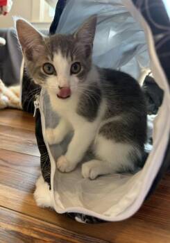 Ferris Wheel (Circus Family) -  Domestic Short Hair Cat for Adoption in Blanch, North Carolina - Ferris Wheel (Circus Family) | PetCurious