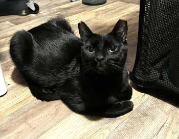 Pedro Martinez -  Domestic Short Hair Cat for Adoption in Chandler, Arizona - Pedro Martinez | PetCurious