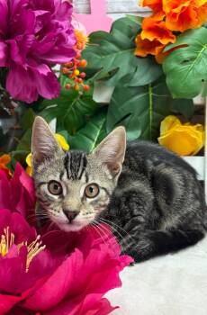 Bryson -  Domestic Short Hair Cat for Adoption in Ocean Springs, Mississippi - Bryson | PetCurious