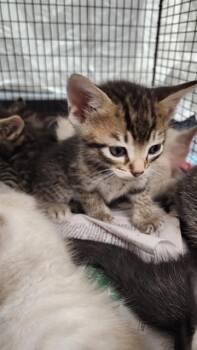 GIBSON -  Domestic Short Hair Cat for Adoption in Fort Lauderdale, Florida - GIBSON | PetCurious