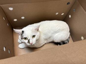 Kimo -  Domestic Short Hair Cat for Adoption in New York, New York - Kimo | PetCurious