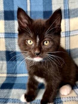 Rescue Domestic Short Hair Cats for Adoption in Yakima, Washington - Daniel | PetCurious
