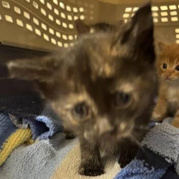Chloe -  Domestic Short Hair Cat for Adoption in Sonoma, California - Chloe | PetCurious