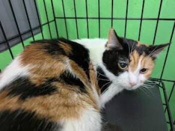 Calico Cats Available for Adoption in Adrian, Michigan - Sativa | PetCurious