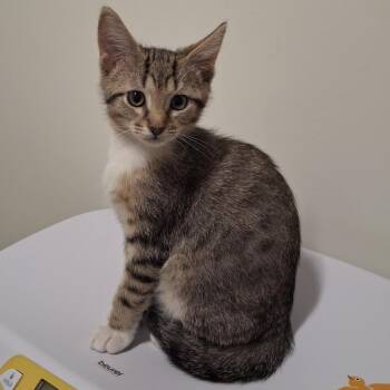 Scar -  Domestic Short Hair Cat for Adoption in York, Pennsylvania - Scar | PetCurious