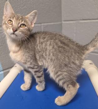 Tabby Cats Available for Adoption in Gainesville, Texas - Vega | PetCurious