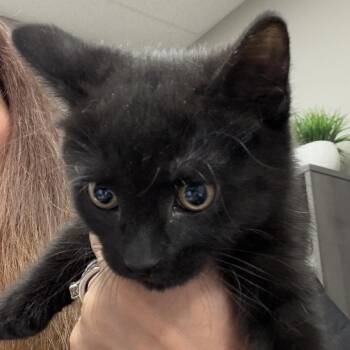 Domestic Short Hair Cats Available for Adoption in Midland, Texas - Blacky | PetCurious