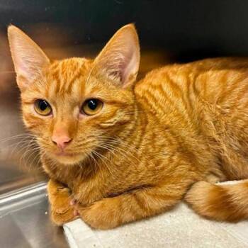 Domestic Short Hair Cats Available for Adoption in Gastonia, North Carolina - Deja | PetCurious