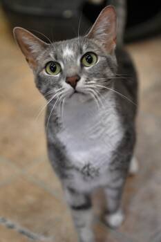 Rescue Domestic Short Hair Cats for Adoption in Saint James City, Florida - Candace | PetCurious