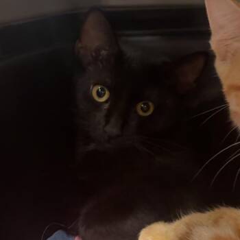Snuggle -  Domestic Short Hair Cat for Adoption in Bentonville, Arkansas - Snuggle | PetCurious