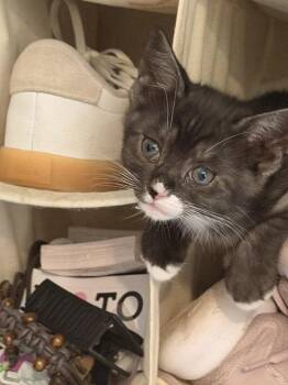 Allie (new) -  Domestic Short Hair Cat for Adoption in Zephyrhills, Florida - Allie (new) | PetCurious