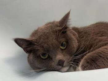 Sosa -  Domestic Short Hair Cat for Adoption in Woodbury, Minnesota - Sosa | PetCurious