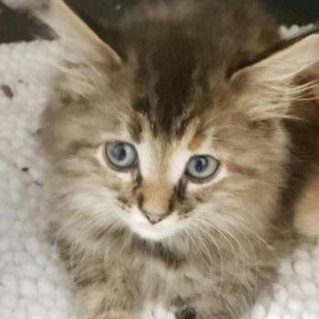 Rao -  Domestic Long Hair Cat for Adoption in Pekin, Illinois - Rao | PetCurious