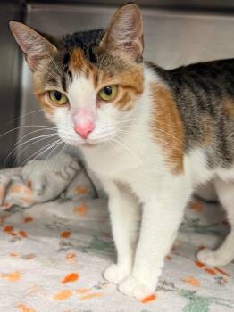 Domestic Short Hair Cats Available for Adoption in Cincinnati, Ohio - Ribosome | PetCurious