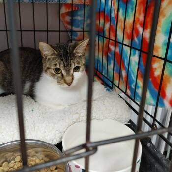 Emery (Formerly Esme) -  Domestic Short Hair Cat for Adoption in Webster, Texas - Emery (Formerly Esme) | PetCurious