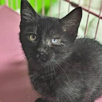 Fred Jones -  Domestic Short Hair and Tabby Cat for Adoption in Shippenville, Pennsylvania - Fred Jones | PetCurious